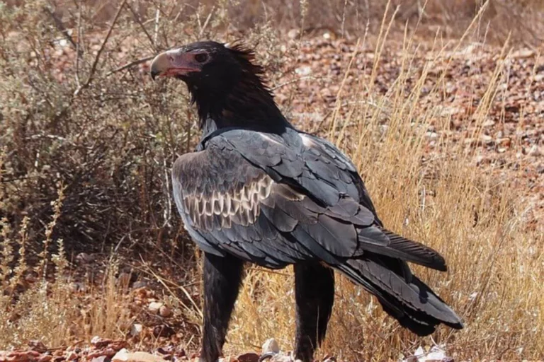Unveiling the Majestic Eagles of Australia Exploring Their Presence in the Land Down Under