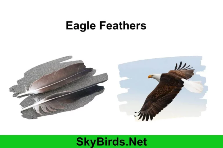 What Do Bald Eagle Feathers Look Like