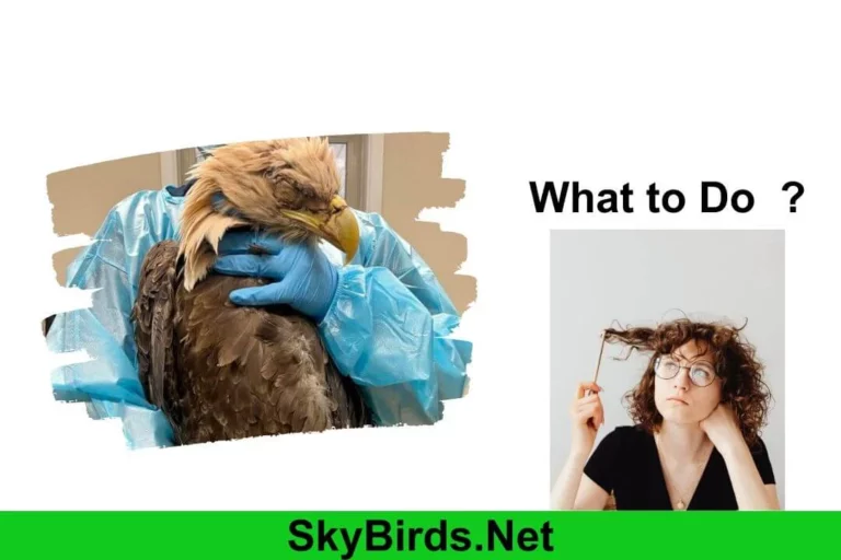 What to Do If You Find an Injured Bald Eagle