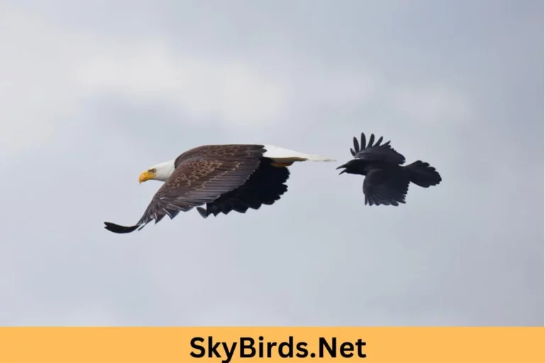 Why Do Crows Chase Eagles Unveiling the Avian Rivalry
