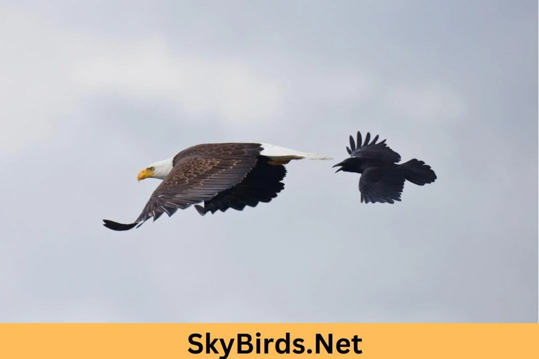 Why Do Crows Chase Eagles Unveiling the Avian Rivalry