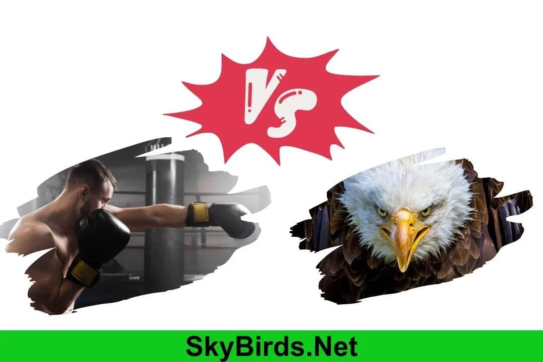 Will Eagles Attack Humans: Understanding the Nature of Eagles
