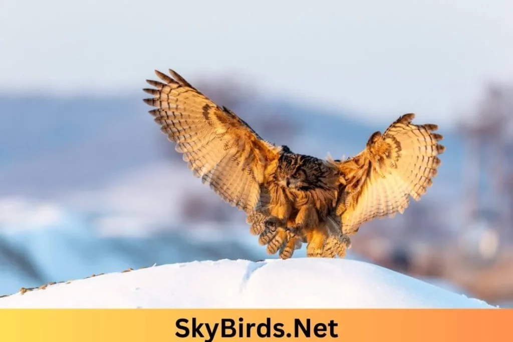 Winter Behavior of Owls. SkyBirds.Net
