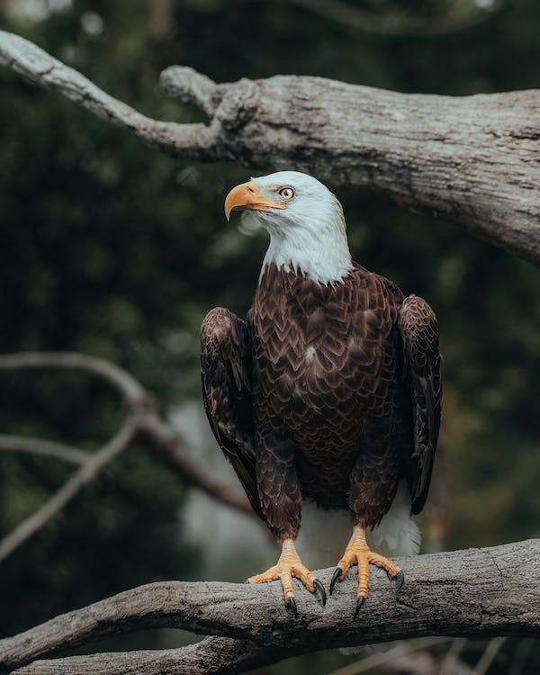 10 Tips to Identify Male and Female Bald Eagles