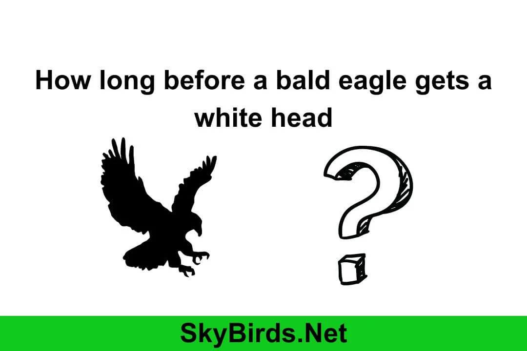 how long before a bald eagle gets a white head