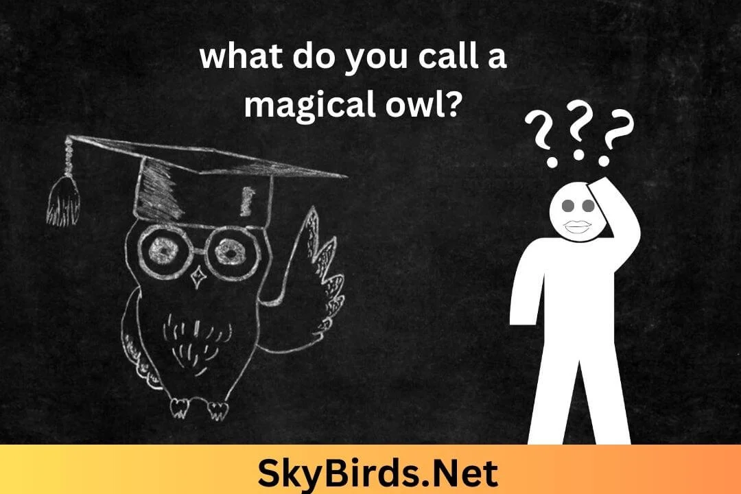 magical owl. SkyBirds.Net