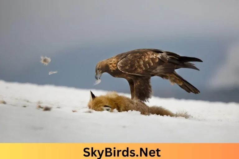 The Mighty of Golden Eagle. SkyBirds.Net