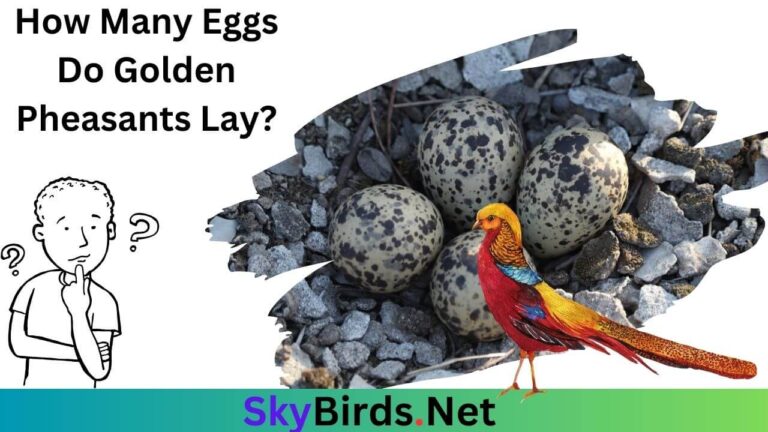 How Many Eggs Do Golden Pheasants Lay?
