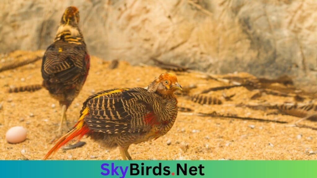 Breeding Behavior of Golden Pheasants