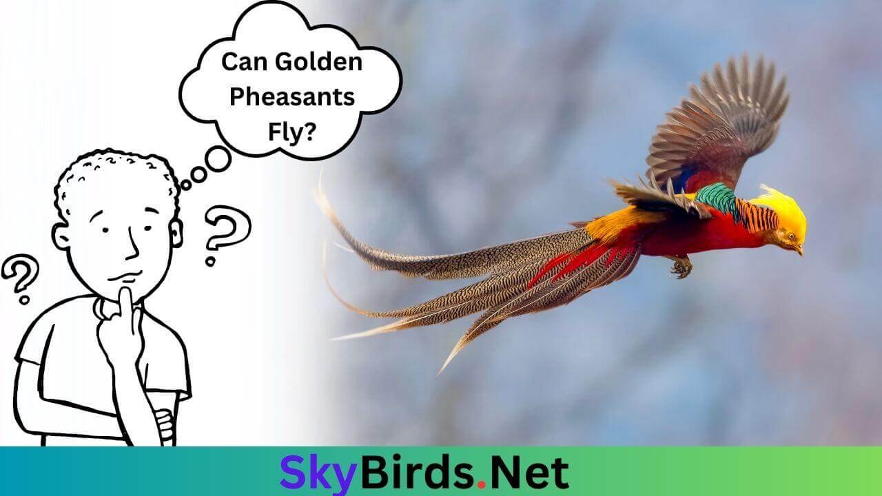 Can Golden Pheasants Fly