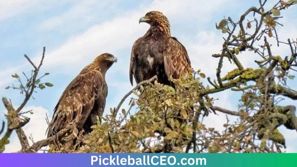 Courtship and Pair Formation