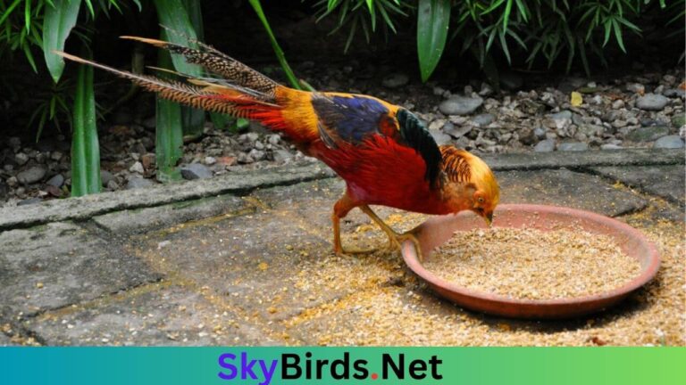Golden Pheasant Eat