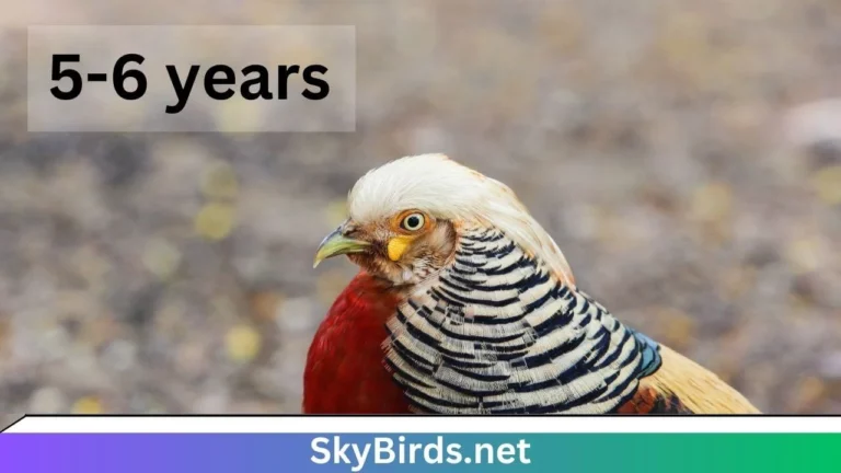Golden Pheasant Lifespan How Long Do Golden Pheasants Live