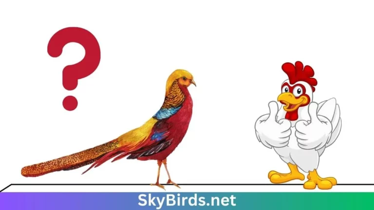 Golden Pheasants and Chickens Can They Coexist in the Same Enclosure