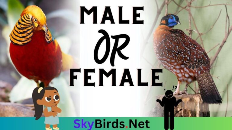 How to Tell Male And Female Golden Pheasants