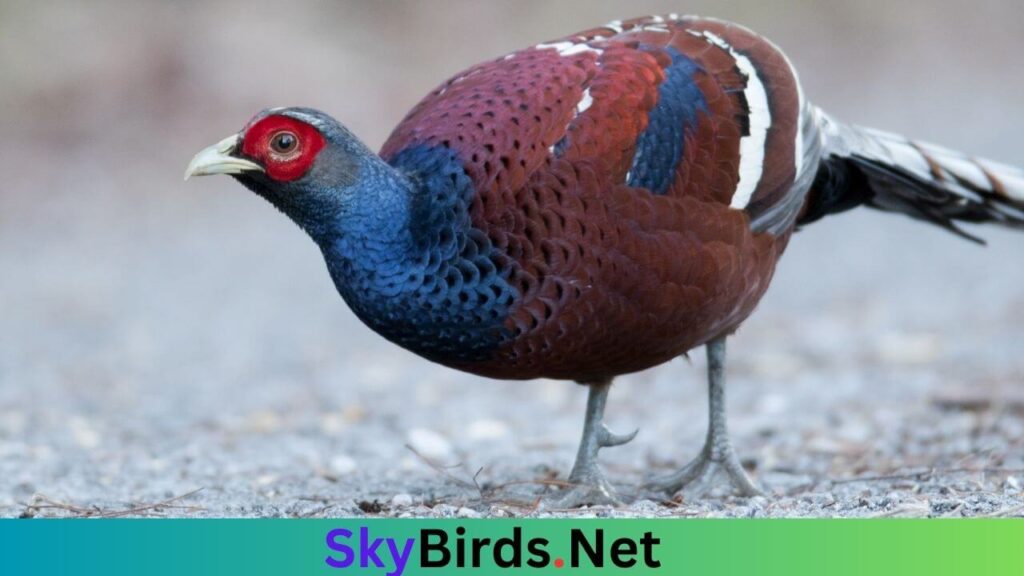 Mrs. Hume's Pheasant An Exquisite Avian Species