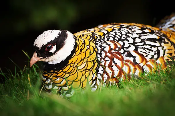 Reeves’s Pheasant: The Enigmatic Beauty Of The East