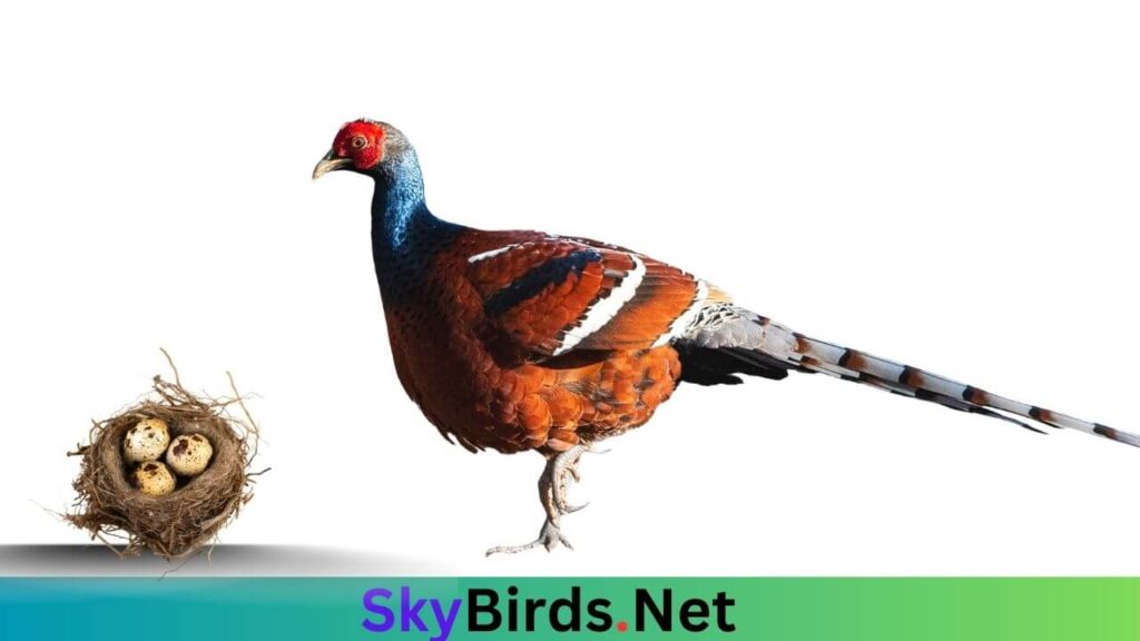Reproduction and Life Cycle of Mrs. Hume's Pheasant
