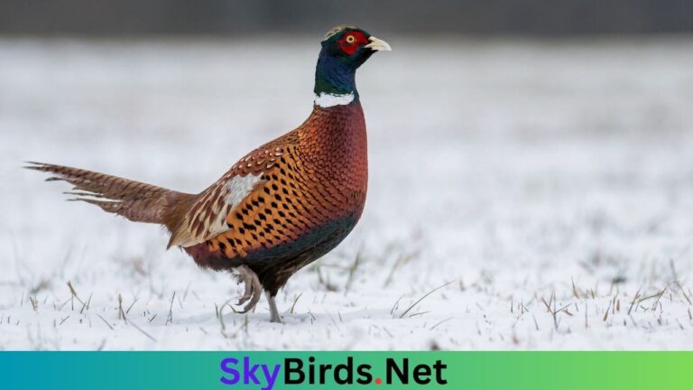 Ring-Necked Pheasant