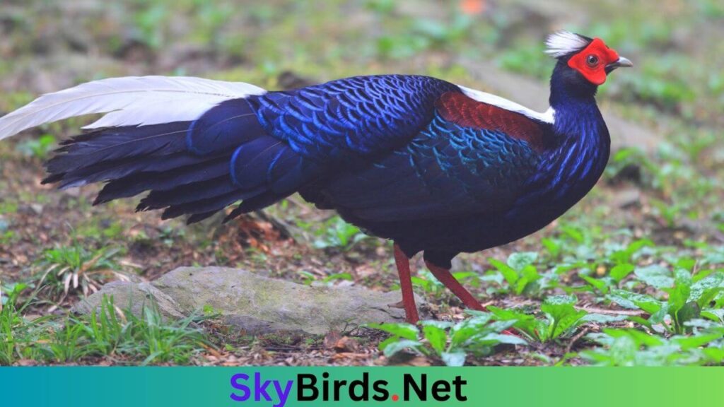 Swinhoe's Pheasant