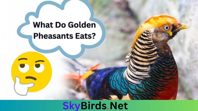 What Do Golden Pheasants Absolutely Like to Eat