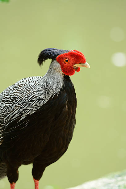 The Silver Pheasant: A Majestic Symbol Of Elegance