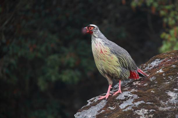 The Blood Pheasant: A Crimson Jewel Of The Himalayas