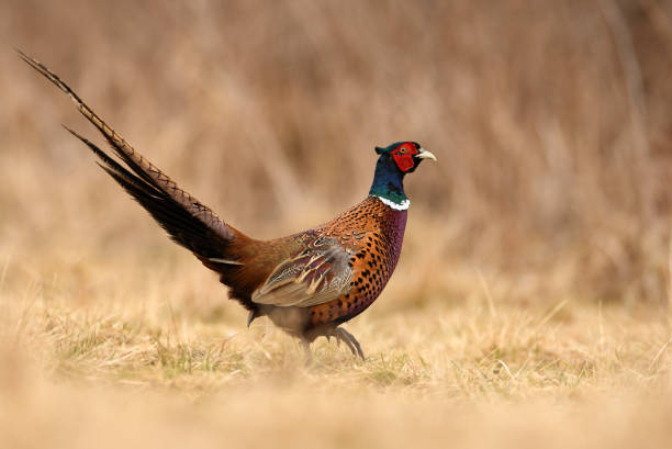 types of Pheasants: A Comprehensive Guide